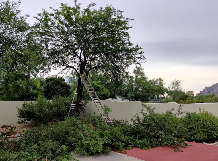 tree service